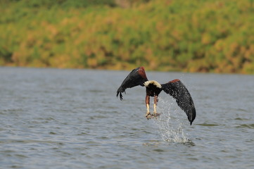 African fish eagle, pull the fish at lake Naivasha