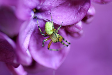 lilac