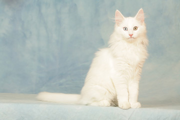 yeux vairons d'un chat des for&ecirc;ts norv&eacute;giennes blanc