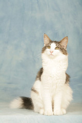 chat des for&ecirc;ts norv&eacute;giennes assis t&ecirc;te lev&eacute;e - expressif