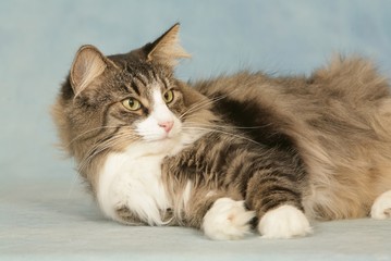 pose langoureuse et voluptueuse d'un skogkatt allongé