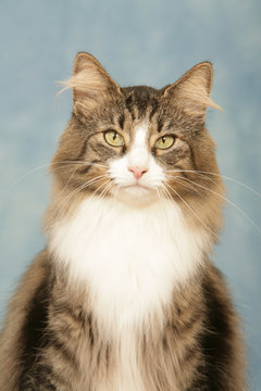 portrait en gro plan d'un skogkatt au regard fixe- yeux verts