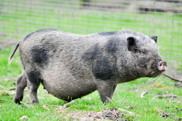 Wildschwein