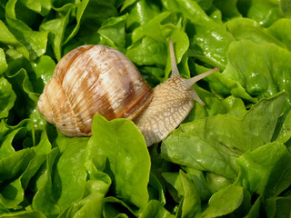 escargot et salade