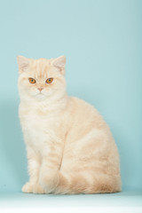 chat british shorthair assis de face,posture féline typique