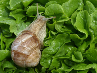 escargot et salade