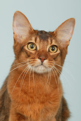 tête de somali en gros plan - chat roux étonné - studio