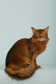 chat somali assis en studio,fond bleu - pose digne