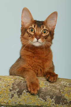 portrait de chaton somali sur un tronc en studio fond bleu