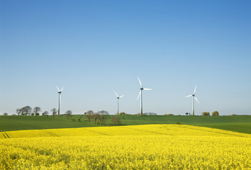 Windräder mit Rapsfeld