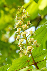 Chestnut blossoms