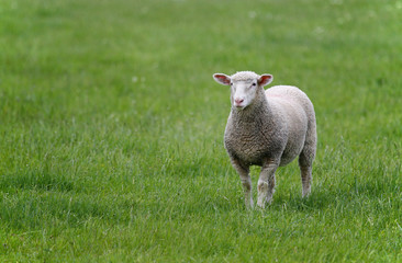 Schaf in saftigem Grünland