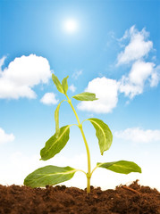 Green seedling isolated on the white background