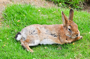 Hase
