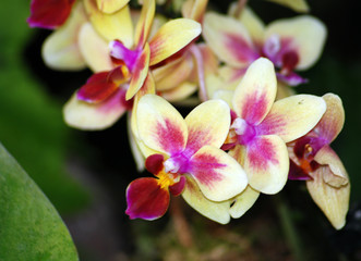 Phalaenopsis-Orchideen