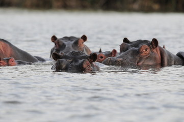 Hippo (Hippopotamus amphibius) at Naivasha Lake, Kenya