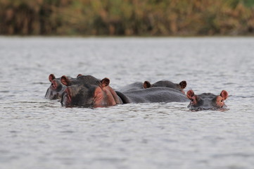 Hippo (Hippopotamus amphibius) at Naivasha Lake, Kenya