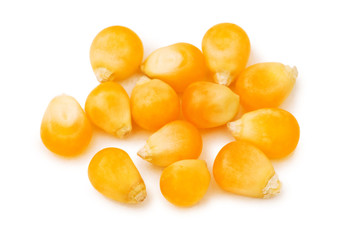 Corn seeds isolated on the white background