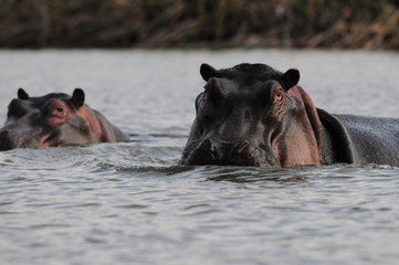 Hippo (Hippopotamus amphibius) at Naivasha Lake, Kenya