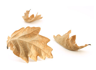 Leaves