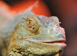 iguana