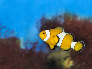 Fish - the clown
