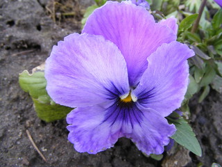 the blue pansy