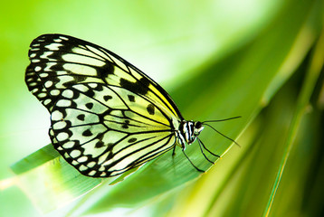 Obraz premium white tree nymph butterfly