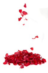 Red rose petals