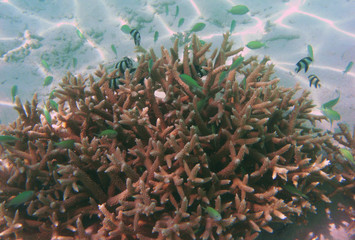Fototapeta na wymiar corail et nurserie