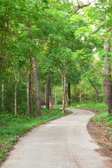 Fototapeta premium Small road in tropical forest, north of Thailand