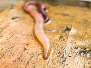 earthworm