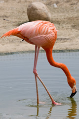 Red flamingo is drinking water