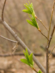 Sheet the first on a branch
