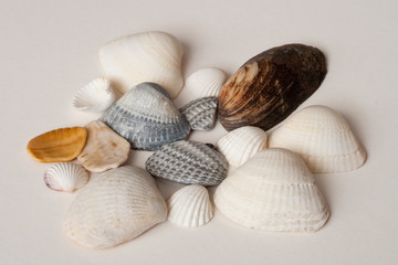 seashells