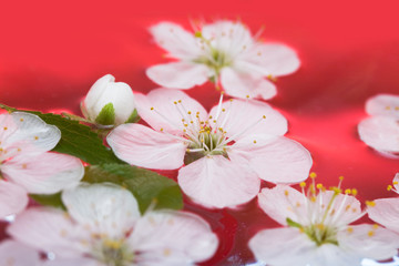 spring flowers of sakura in water