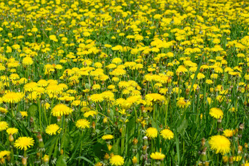 Dandelion In The Grass