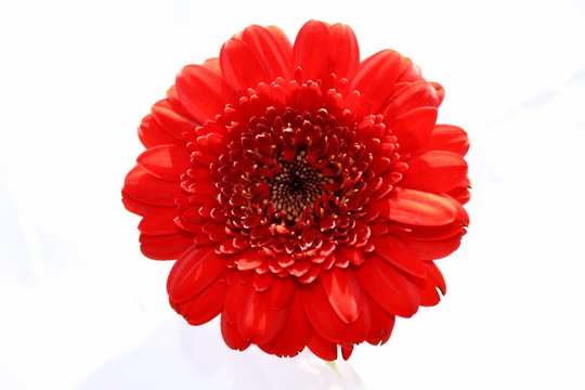 fiore rosso