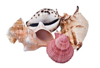 Set of shells