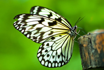 white tree nymph butterfly