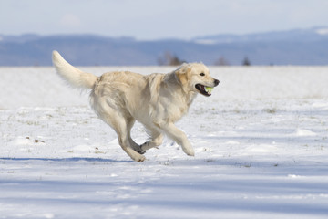 Golden Retriever