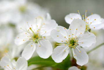 blossom
