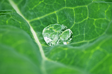 Water drop on fresh green leaf