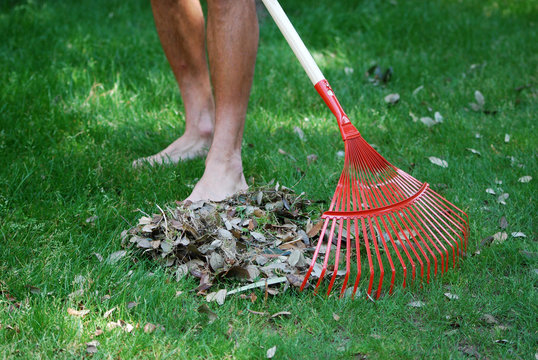 Au jardin - Ratissage des feuilles