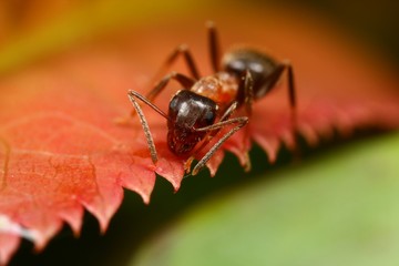 fourmi sur feuille