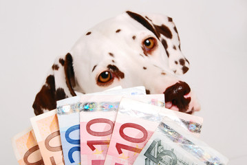 Hundekosten