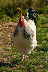 white rooster