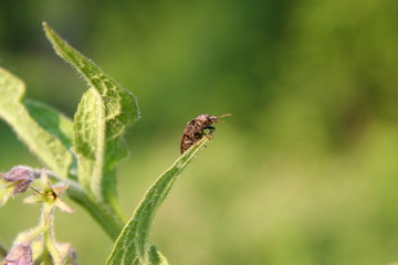 Käfer auf Blatt