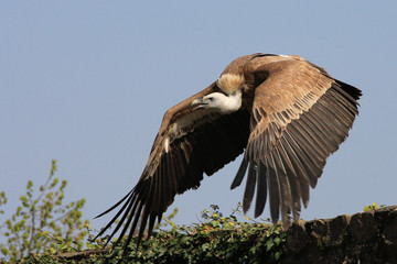Griffon Vulture - Gyps fulvus
