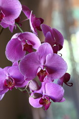 Naklejka premium Orchid